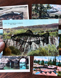 Postcard Prints - Black Trout