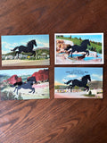 Postcard Prints - Black Horse