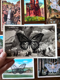 Postcard Prints - Black Butterfly