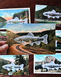 Postcard Prints - White Trout