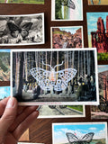 Postcard Prints - More Moth & Butterfly