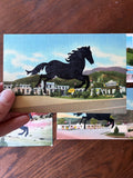 Postcard Prints - Black Horse