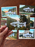 Postcard Prints - White Trout