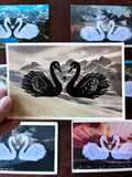 Postcard Prints - Swan Love Birds