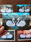 Postcard Prints - Swan Love Birds