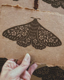 5x7 Monochrome Brown Floral Moth