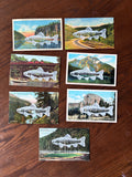 Postcard Prints - White Trout